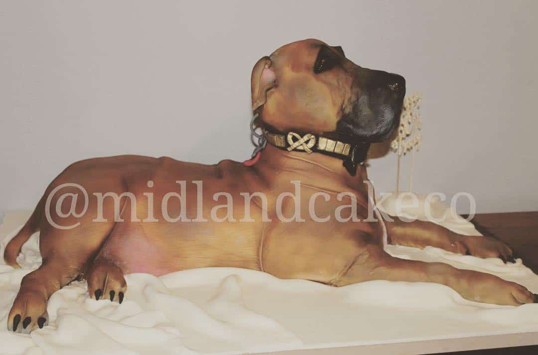 Realistic Animal & Sculptured Animal Cakes by Midland Cake Company Realistic Animal & Sculptured Animal Cakes by Midland Cake Company